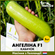 Голландське насіння Syngenta Кабачок Ангелина F1 5 шт - зображення 3