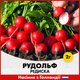 Голландське Насіння Bejo Редиска Рудольф , 2 г - зображення 3