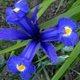 Луковицы Яскрава Ирис Hollandica Blue Magic (29751) (5шт) - изображение 2