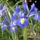 Луковицы Яскрава Ирис Hollandica Blue Magic (29751) (5шт) - изображение 3
