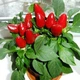 Насіння Перець Вогник гострий GL Seeds 0.25 г - зображення 2