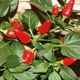 Насіння Перець Вогник гострий GL Seeds 0.25 г - зображення 3