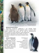 Тварини - Цеханська А.Ф.,Стрелков Д.Г. (9786176950264) - изображение 6