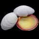 Морские раковины кодакия тигерина CODAKIA TEGRINA большая размер высота 7,5 см - 8,5 см за 1 шт - изображение 4