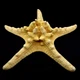 Морська зірка натуральна RHINO STARFISH розмір 16 см – 18 см - зображення 4