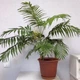 Семена Пальма Хамедорея, бамбуковая, 5 шт (GL Seeds) - изображение 3