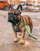 Нашийник для собак нейлоновий WAUDOG Nylon з QR паспортом, малюнок "Авокадо" 25-35 см 15 мм (4761) - зображення 13