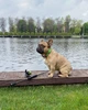 Нашийник для собак нейлоновий WAUDOG Nylon з QR паспортом, малюнок "Авокадо" 25-35 см 15 мм (4761) - зображення 16
