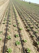 Крапельна стрічка емітерна Irri 6mill 20см 3000м 1.6л/год - зображення 3
