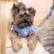 Одежда Pet Fashion Бомбер "Spike" для собак, голубой L (1111171983) - изображение 4
