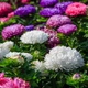 Астра Аполлонія суміш Професійне насіння 0,3 г - зображення 2