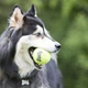 Іграшка повітряний тенісний м'яч для собак KONG AirDog SqueakAir Ball XS 4.1см 3шт жовтий - зображення 3