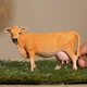 Корова Джерсі Schleich 13967 - зображення 2
