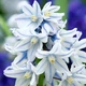 Пушкінія Яскрава Пушкінія Blue (scilloides var. Libanotica) (45315) (5шт) - зображення 3