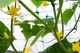 Сетка обойная Bradas PLANT NET 8 г/м² 15x17 см 2x10 м AS-CN08151720010 - изображение 2