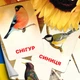 Картки Домана ''Міські птахи'' українською мовою, у наборі 16 карток - зображення 1