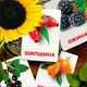 Карточки Домана ''Ягоды'' на украинском языке, в наборе 16 карточек - изображение 3