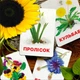 Картки Домана ''Квіти'' українською мовою, у наборі 24 карток - зображення 3