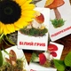 Картки Домана ''Гриби'' українською мовою, у наборі 15 карток - зображення 3