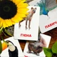 Карточки Домана ''Животные Азии'' на украинском языке, в наборе 16 карточек - изображение 3