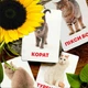 Картки Домана ''Породи котів'' українською мовою, у наборі 32 карток - зображення 3