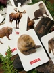 Карточки Домана ''Животные наших лесов'' на немецком языке, в наборе 16 карточек - изображение 2