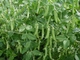Семена Горох Джокер, 50 г (GL Seeds) - изображение 4