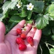 Насіння Суниця Руяна, ремонтантна, 0,1 г (GL Seeds) - зображення 4