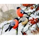 Алмазная мозаика Снегири 40х50 см ColorArt SP035 - изображение 2