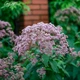Посконник пятнистый 'Riesenschirm'. Контейнер 3 л - изображение 3