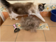 Колтуноріз для видалення підшерстя Single Side Pet Hair Knots Dematting Comb для собак та кішок M pink - зображення 6