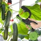 Степлер садовый для подвязки растений My Garden Pro (292-1) - изображение 5