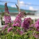 Буддлея Давида 'Pink Delight'. Контейнер 3 л - изображение 1