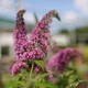 Буддлея Давида 'Pink Delight'. Контейнер 3 л - изображение 4