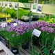 Аліум - Шніт в горщику. Контейнер 0,5 л - зображення 7