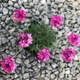 Армерия приморская 'Rubrifolia'. Контейнер 0.5 л - изображение 2