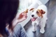 Ласощі для дорослих собак дрібних порід DentaLife Small для підтримки здоров'я порожнини рота 115 г (7613035379817/7613036454087) - зображення 8
