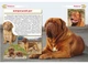 Енциклопедія Собаки Crystal Book F00028100 978-617-547-106-7 - изображение 2
