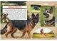 Енциклопедія Собаки Crystal Book F00028100 978-617-547-106-7 - изображение 3
