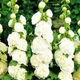 Мальва махрова Біла Florium - зображення 1