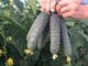 Огурец Каприкорн F1 Yuksel Seeds 10 шт (zip-paket) - изображение 1