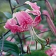 Лілія тигрова звисаюча Speciosum Rubrum - зображення 2