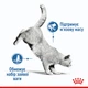 Влажный корм Royal Canin Light Weight Care для взрослых котов при лишнем весе 85 г (арт R223154) - изображение 4