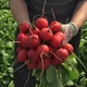 Редис Виенна F1, 2 гр - изображение 2