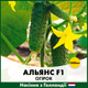 Голландские Семена Bejo Огурец Альянс F1 1000 шт - изображение 1