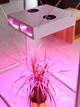 Лампа для растений GAGARIN 1 FULL SPECTRUM LED 204W (полный спектр), для выращивания растений - изображение 4