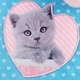 Шкільний набір Kite Studio Pets 35x26x13.5 см Блакитний (SET_SP24-555S-1) - зображення 13
