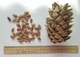 Кедр Корейский семена (20 шт) (Pinus koraiensis) сосна кедровая - изображение 2