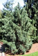 Кедр Корейский семена (20 шт) (Pinus koraiensis) сосна кедровая - изображение 4