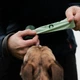 Одноразовые пакетики для уборки за собаками Beco Pets с запахом мяты 120 шт (8 рулонов по 15 шт) (BBGS-120) - изображение 4